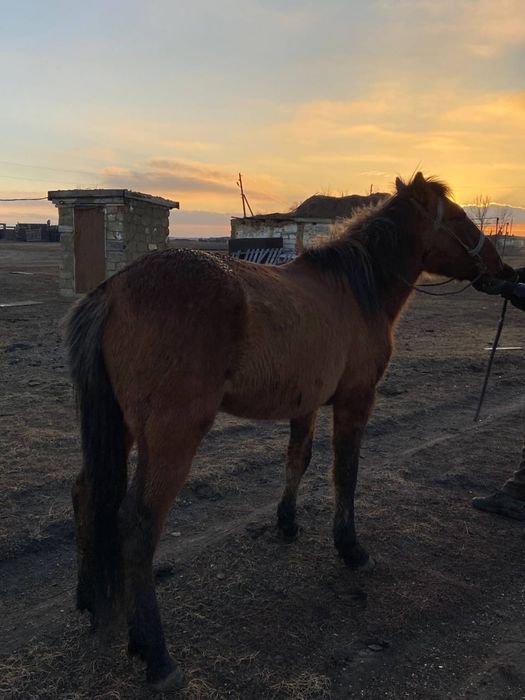 Продаётся лошадь