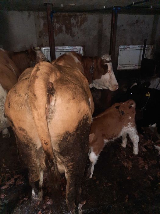 Vand vacă de trei viței fatata de o săptămână.