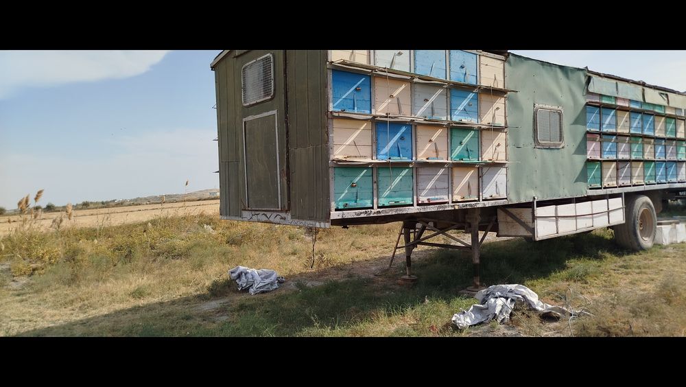 Asal ari pavilion sotiladi 114 ta yashiglik