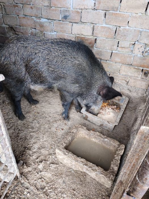 Диво прасе нерез!