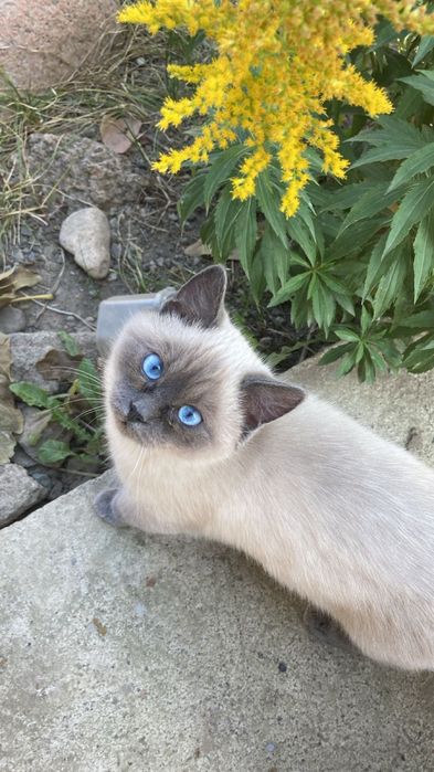 Сиамский котенок