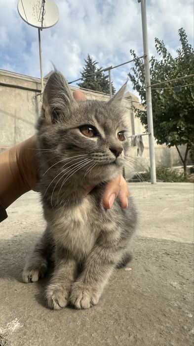 Бесплатно котята