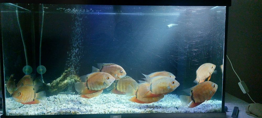 Ciclide americane severum