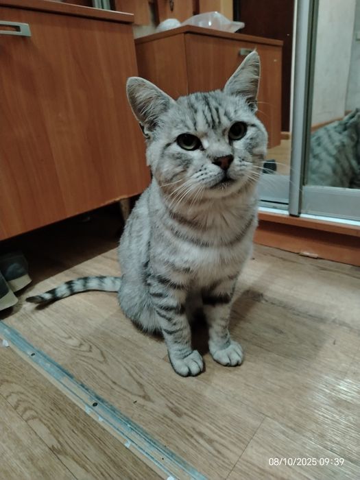 Шотландец кот красавец ищет дом и любящую семью.