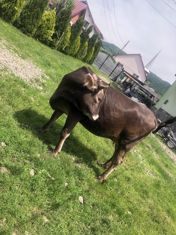 Jurincă de vânzare