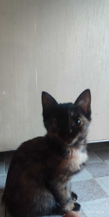 Отдам даром котята , в добрые руки