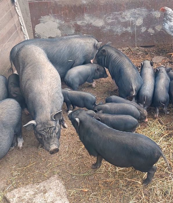 Виетнамска прасета