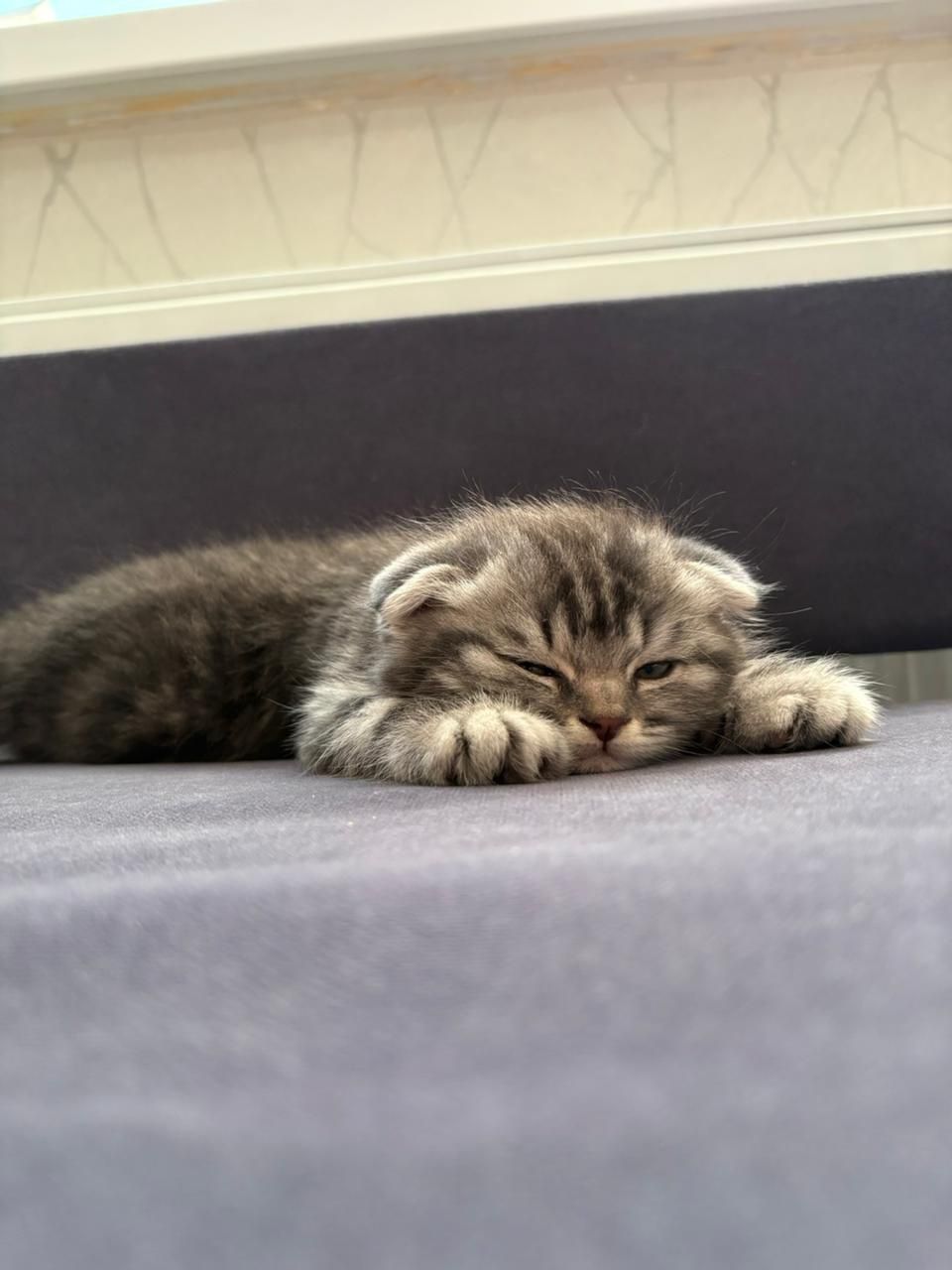 Шотландский вислоухий кот