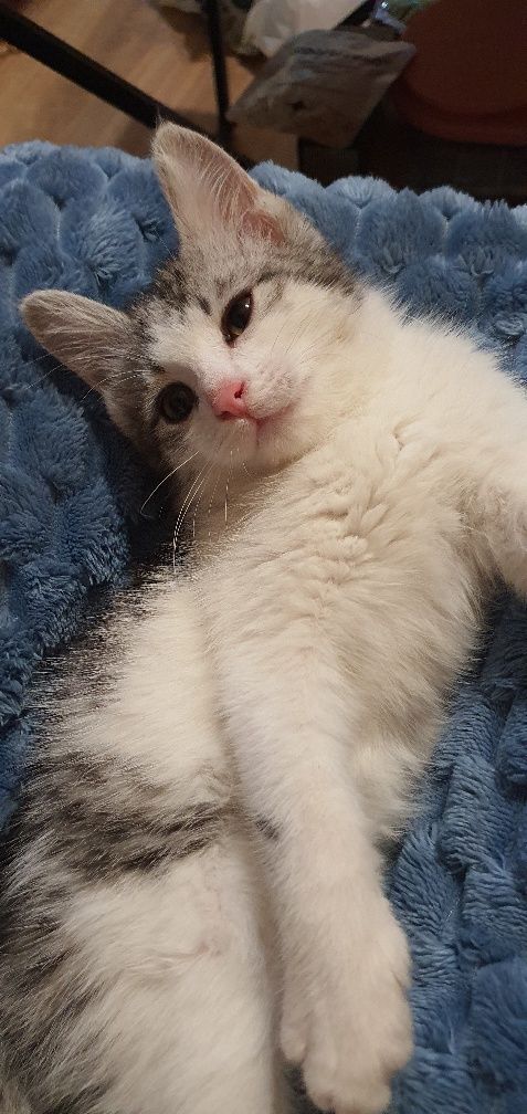 Отдам шикарного котёнка в добрый руки