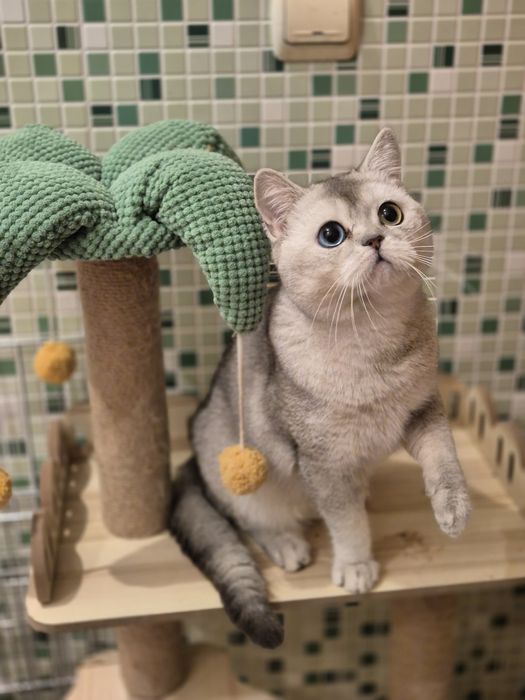 В добрые руки котик