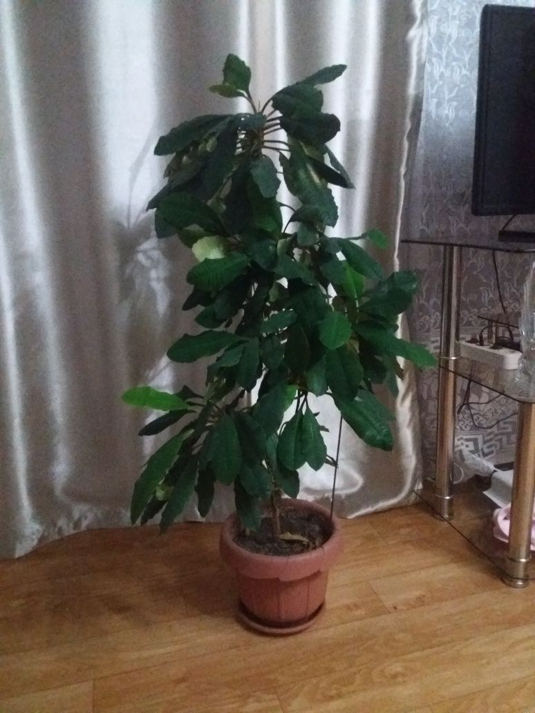 Комнатное растение эуфорбия