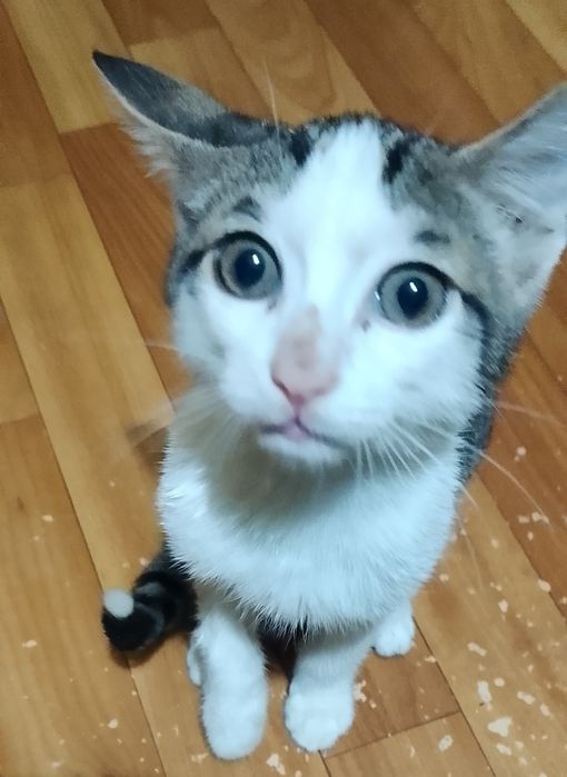 Котёнок в хорошие руки