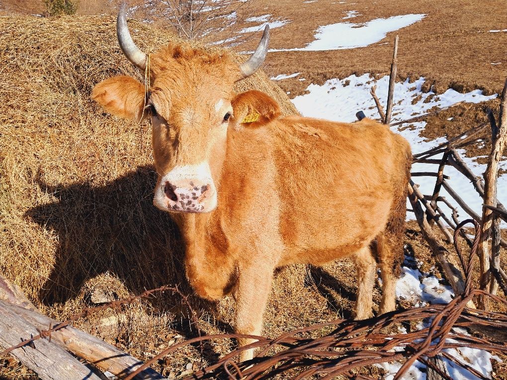 Vaca tânără gestanta