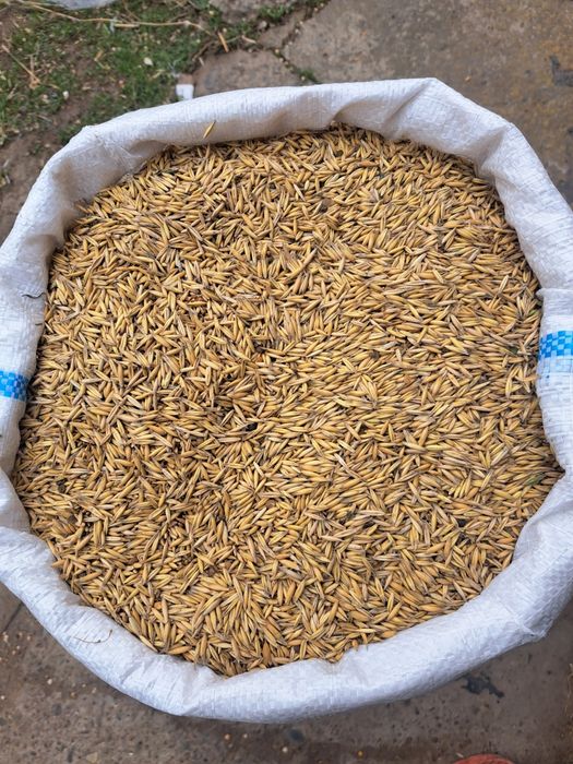 Vând ovăz pentru semănat