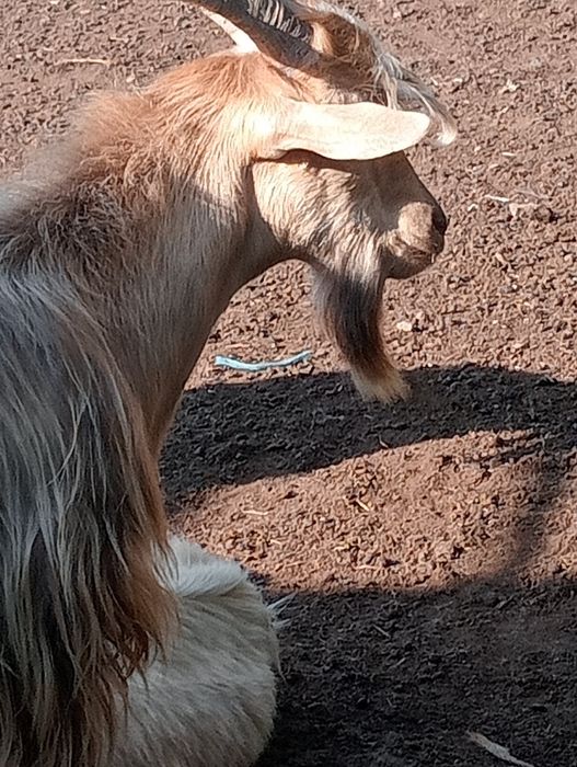 Țapi de vânzare pt prăsilă de 1 an 2 și 3 ani.