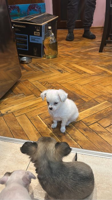 Продавам чихуахуа мъжко