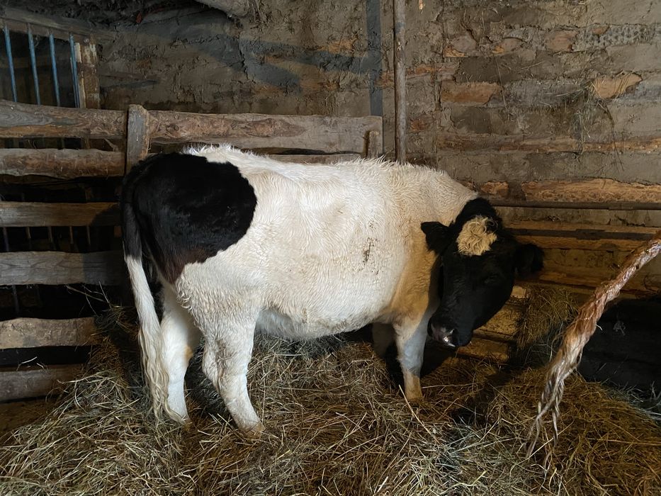 Продам на мясо,,