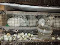 Инкубационные яйца Перепелов!!!