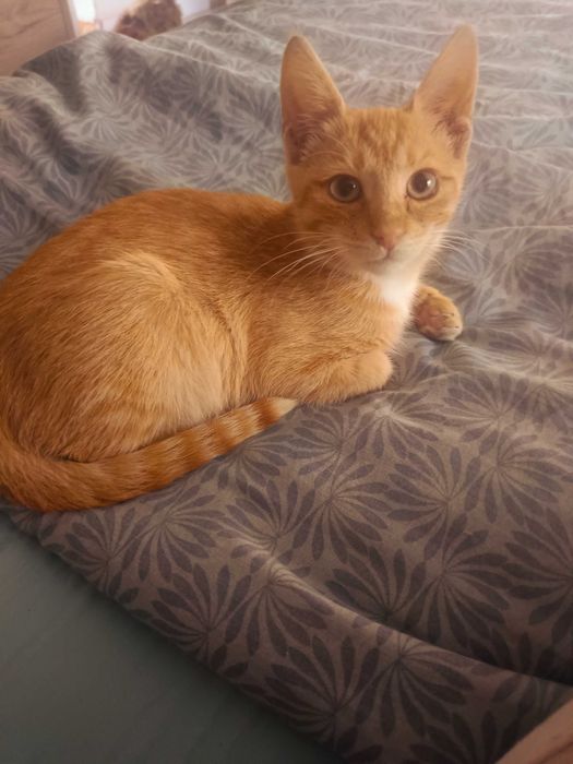 Garfield își caută căsuța