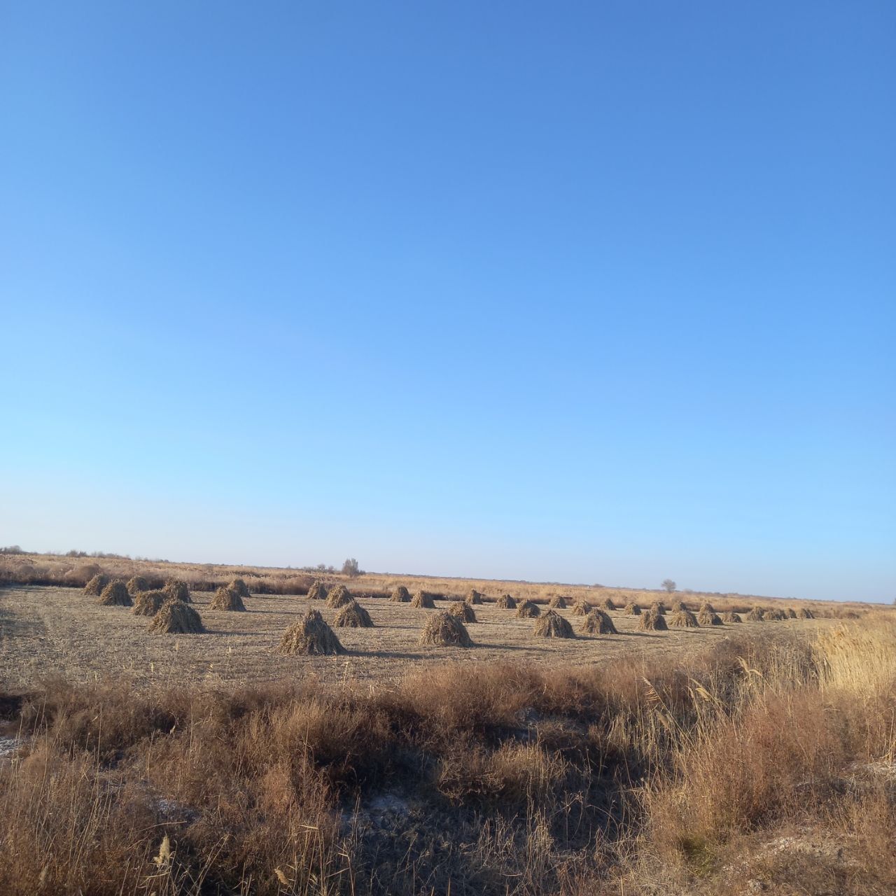 Gawish, .mal oti satiladı, baxası kelisimli