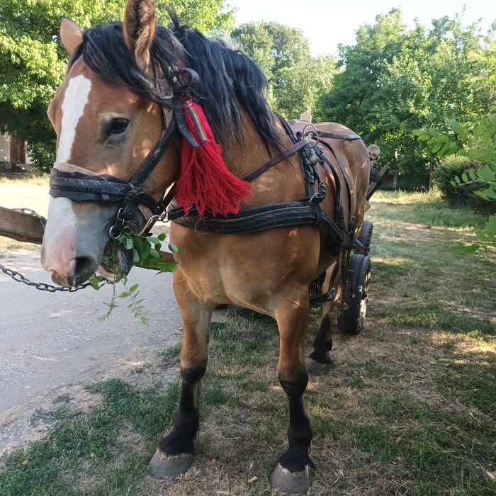 Vand o manza de 2 ani jumate !