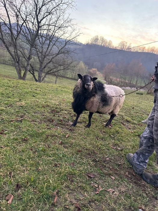 Berbec Romanov rasa pura