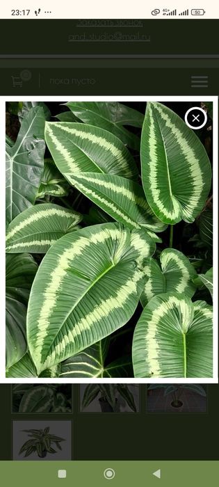 Продам экзотическое растение Шизматоглоттис