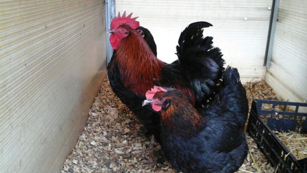 Pui Marans și Araucana