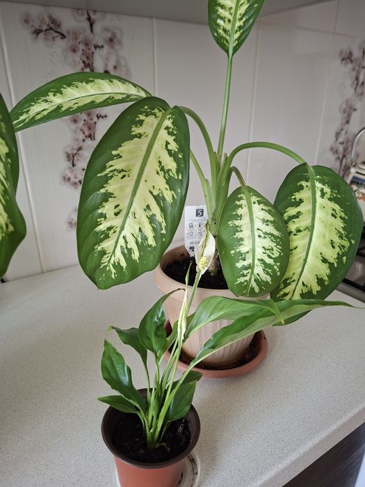 Продам комнатное растения