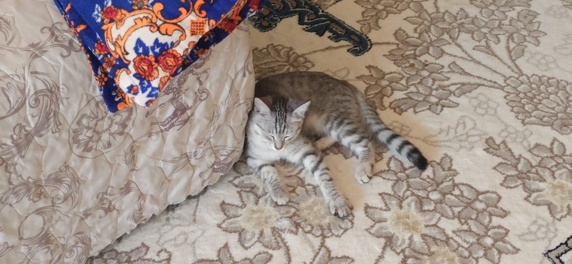 уй мушиги бор факат гина мушик емайдиганлар учун