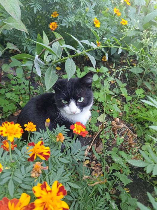 Отдам  котика срочно!