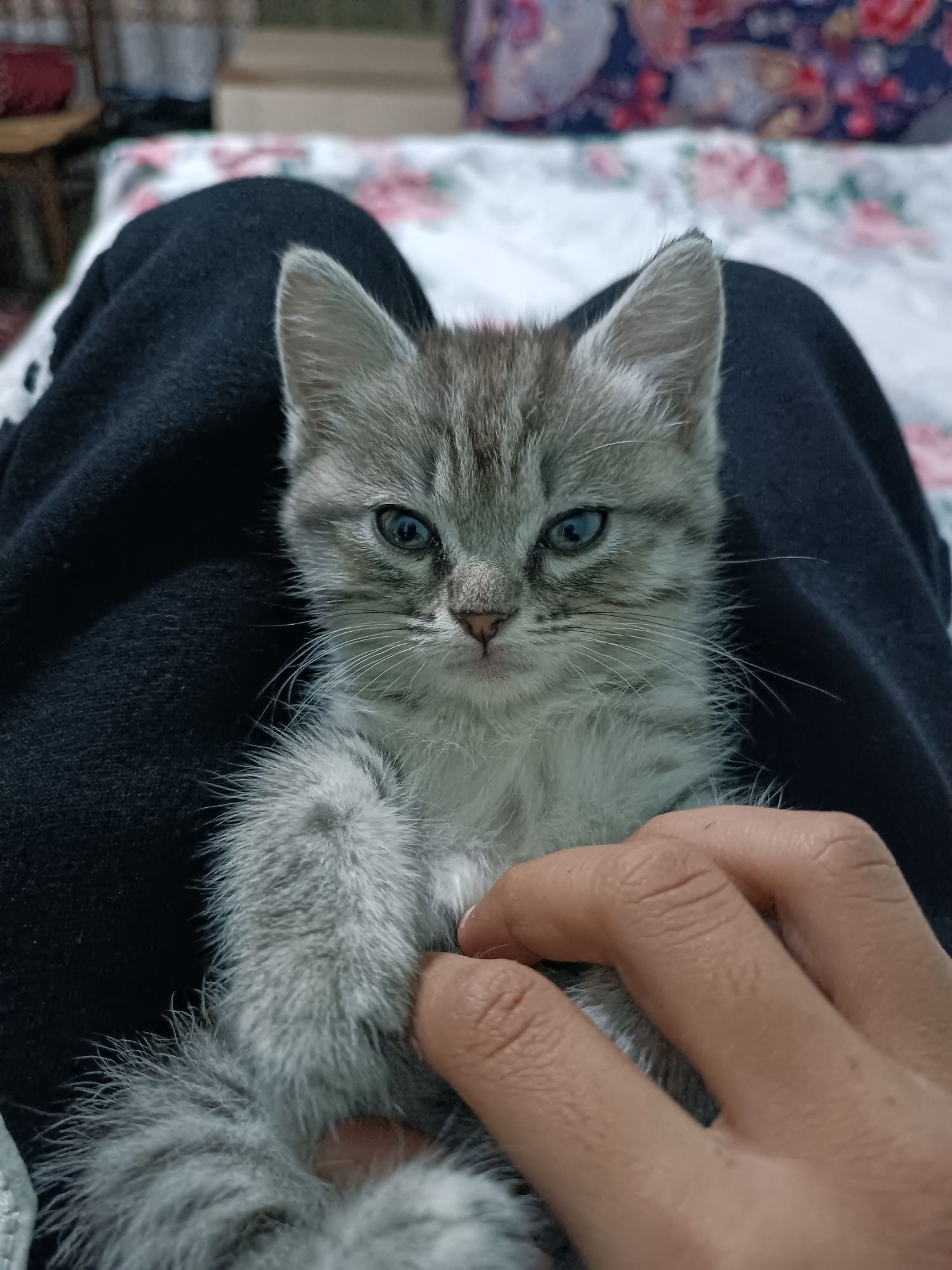 Милые котята домашние