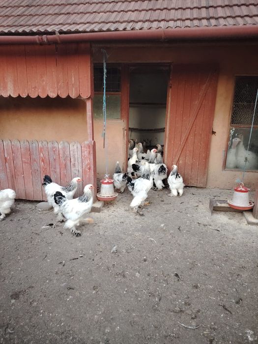 Vand pui de carne Brahma