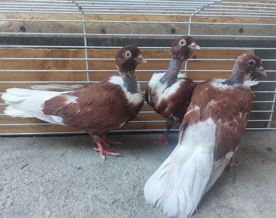 Porumbei gat golasi,voiajori si o gaina brahma