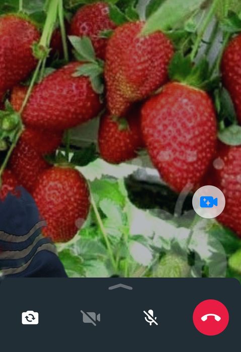 Продам саженцый клубники сорт бомба .