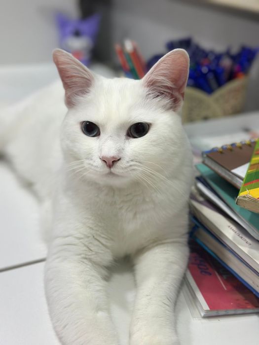 Отдам белого кота в хорошие руки