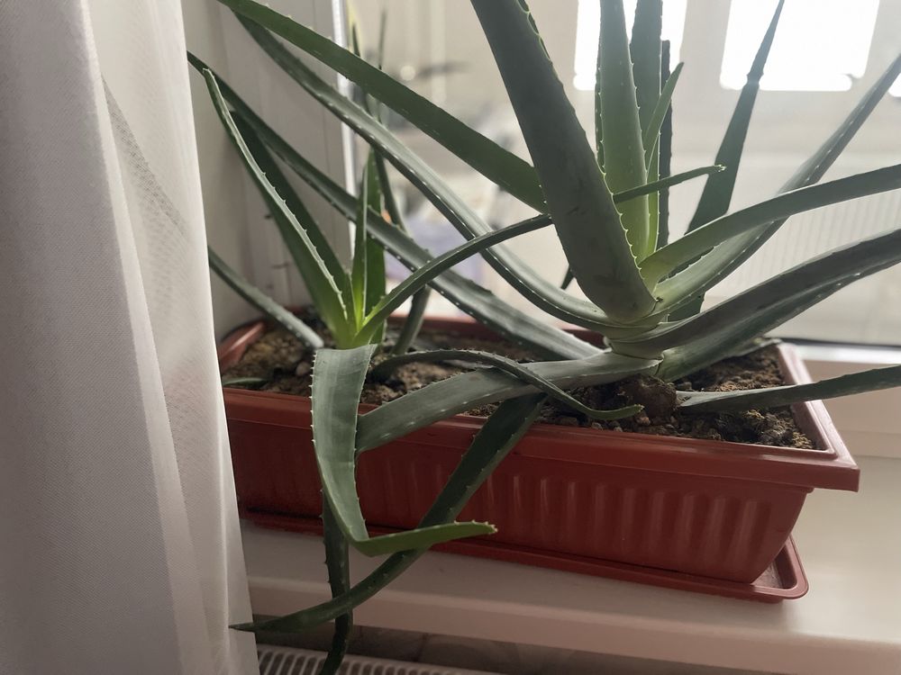 Aloe 550ming………..
