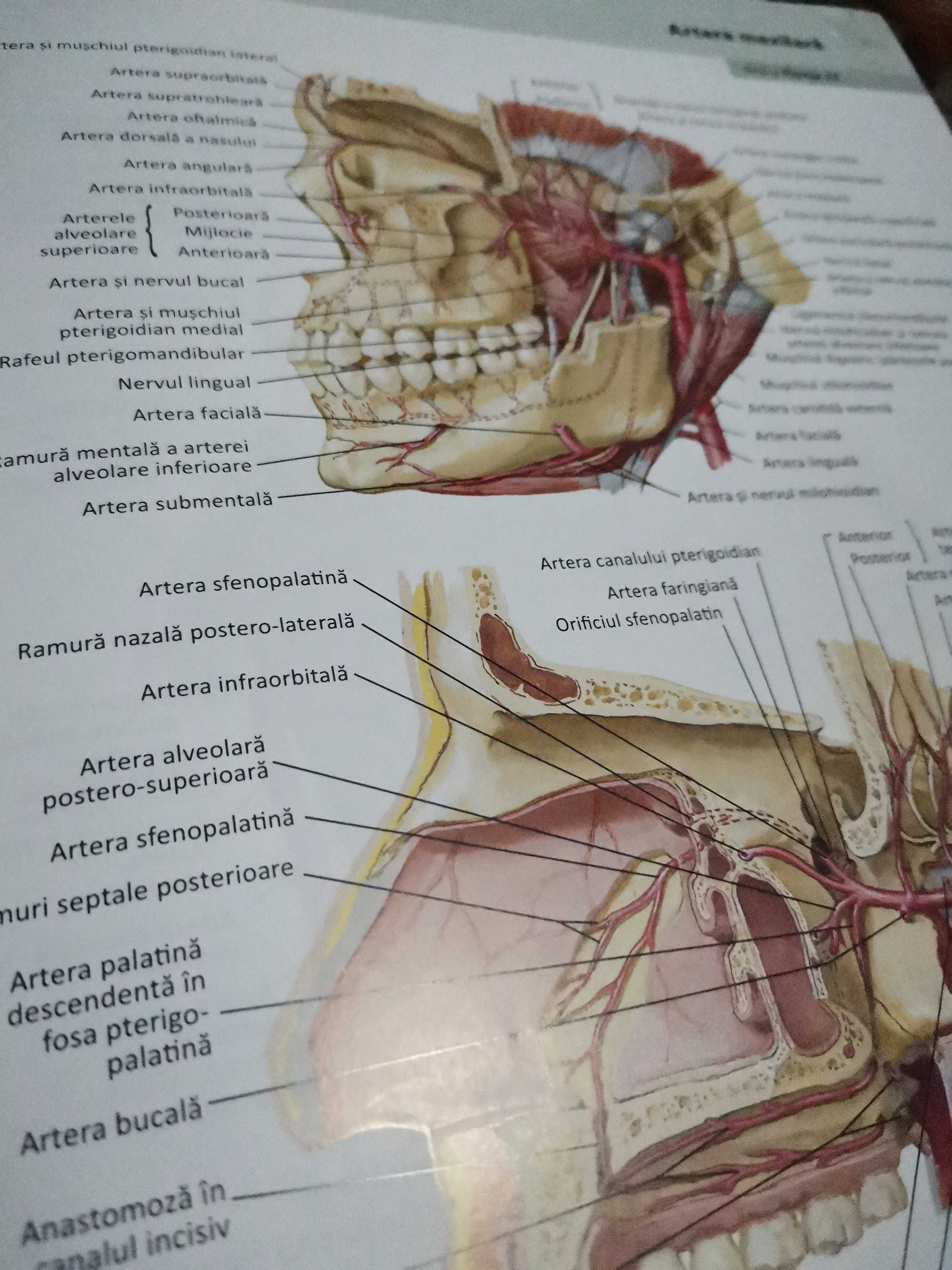 Atlas Anatomia Omului