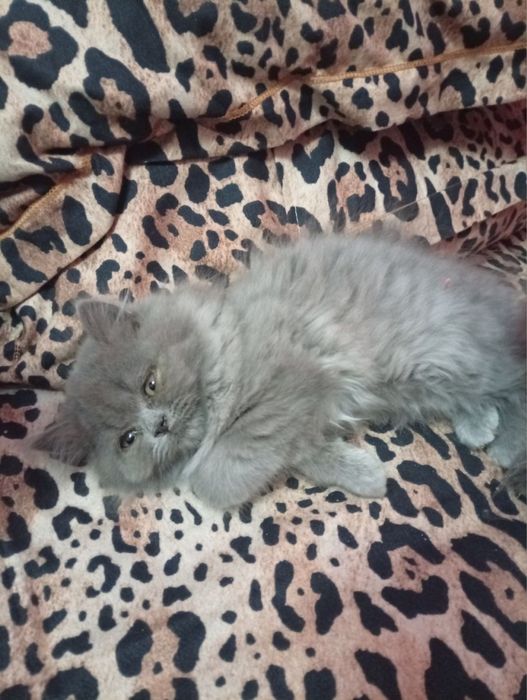 мушукчала сотиладиии