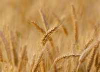 Семена мягкая пшеница