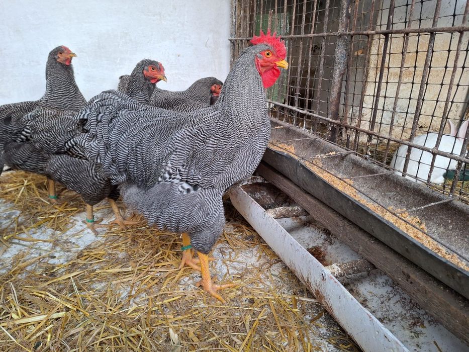 Găini Playmouth rock barat.