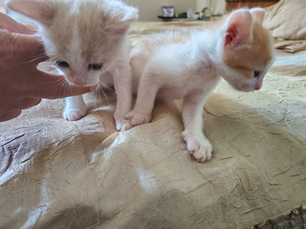 Подаряват се  котета