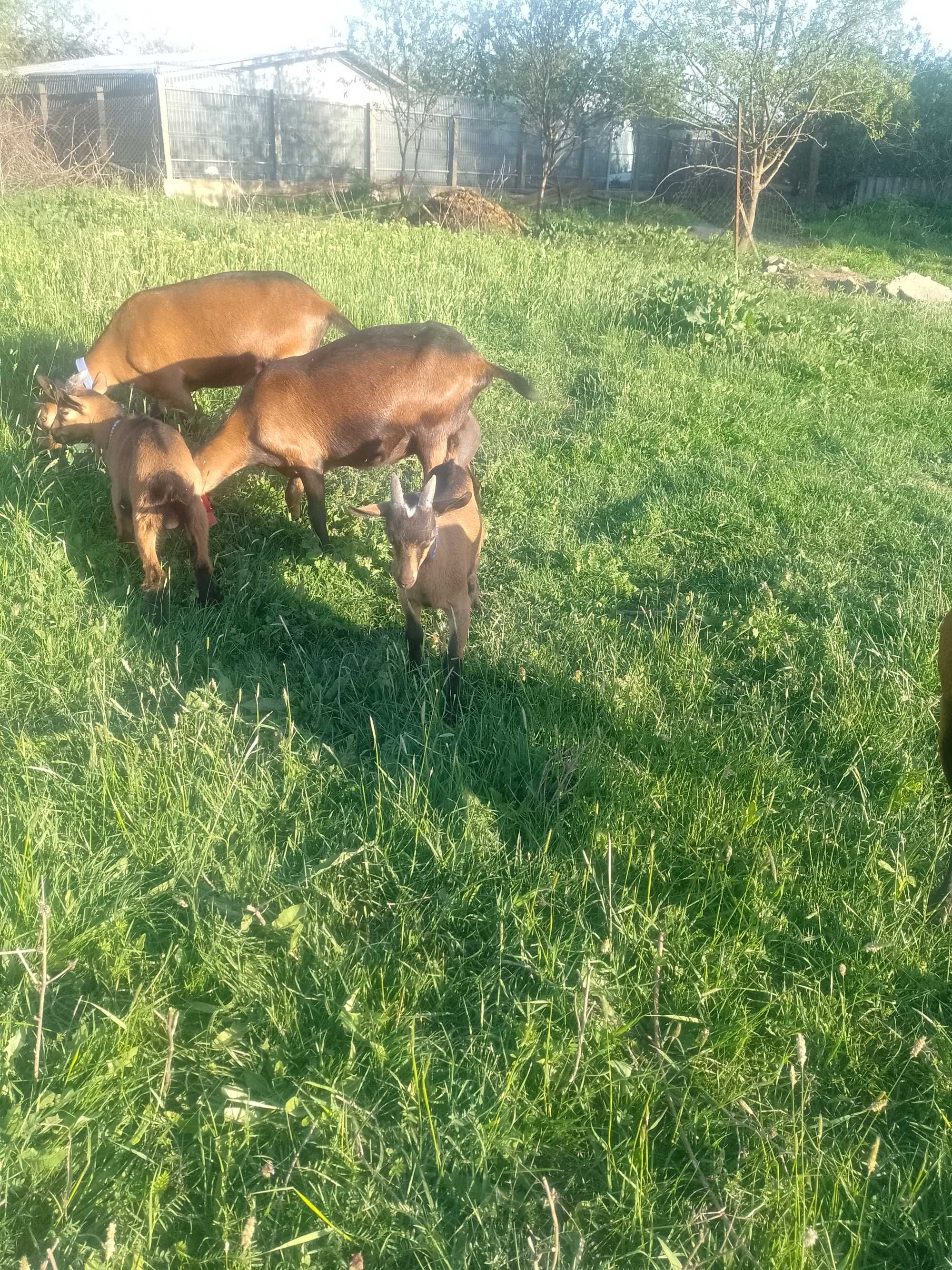 Iezi alpini francezi