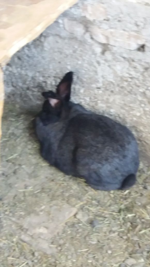 Кролики порода фландрд