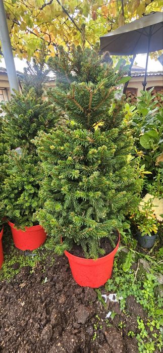 Сребрист смърч, Фотиния, лавровишна, кипарис, лейланд, туя, нандина