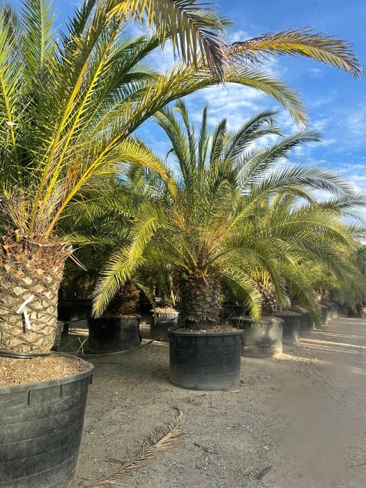 Palmier Trachycarpus , Tuia Spiral, PonPon