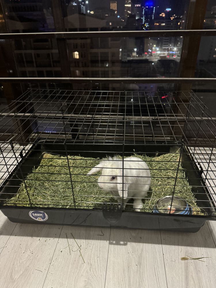 Продается декоративный кролик с клеткой
