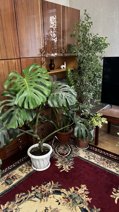 Цветы комнатные