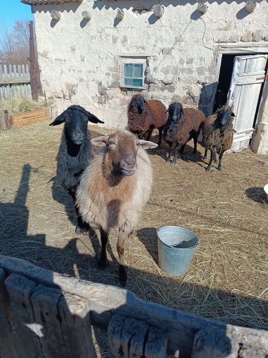 Продам овцематок