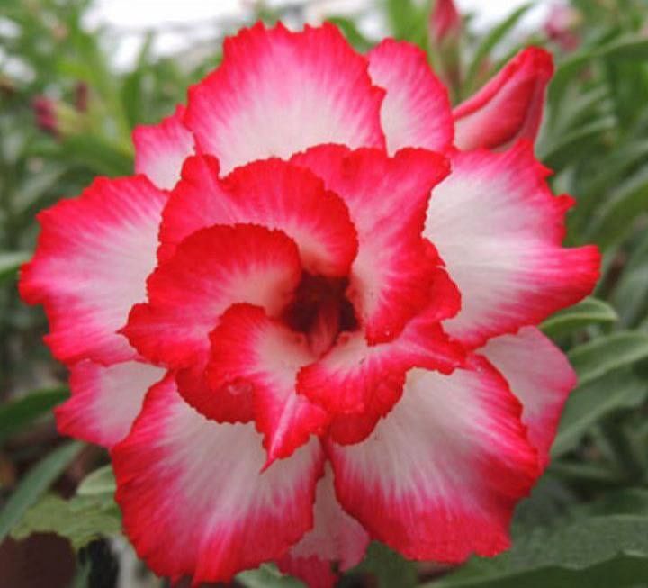 Adenium цветы, цветок пустыня